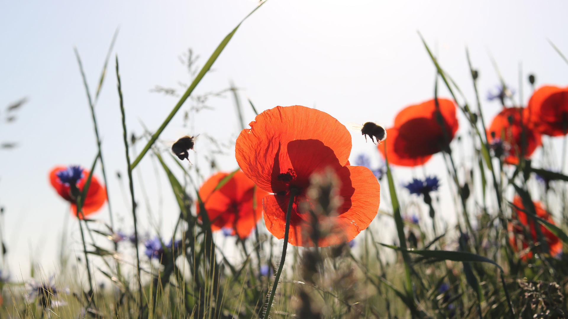 Poppies Westhoek