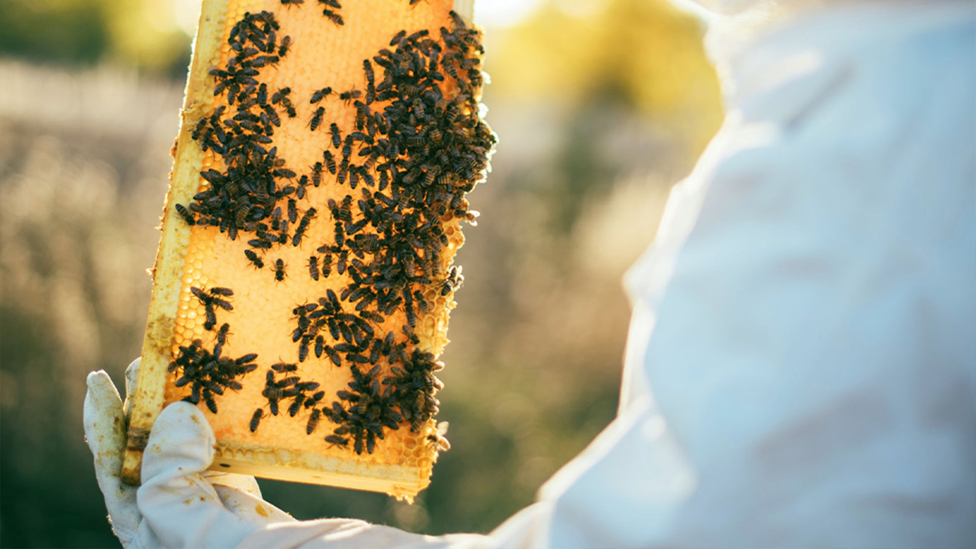 Bijenraat met bijen en honing in Heuvelland